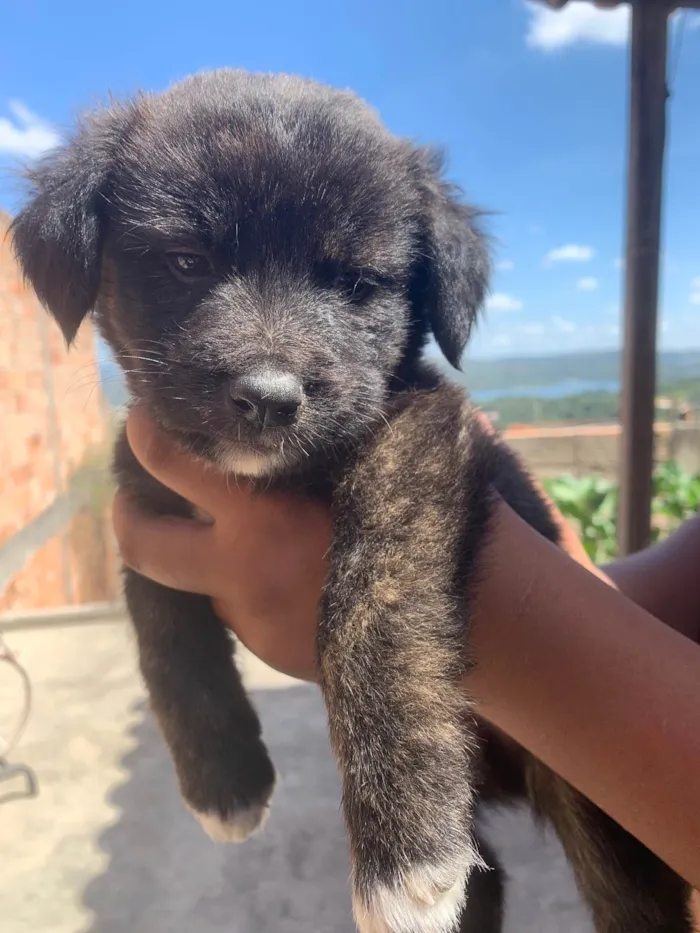 Cachorro raça SRD-ViraLata idade Abaixo de 2 meses nome Filhote