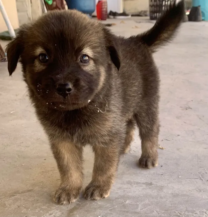 Cachorro raça SRD-ViraLata idade Abaixo de 2 meses nome Filhote