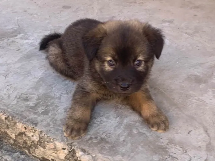 Cachorro raça SRD-ViraLata idade Abaixo de 2 meses nome Filhote