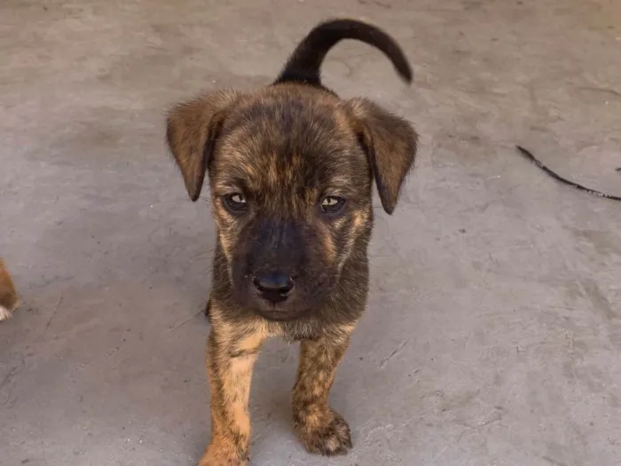 Cachorro raça SRD-ViraLata idade Abaixo de 2 meses nome Filhote