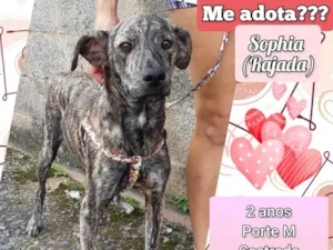 Cachorro raça SRD-ViraLata idade 2 anos nome Sophia