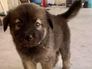 Cachorro raça SRD-ViraLata idade Abaixo de 2 meses nome Filhote