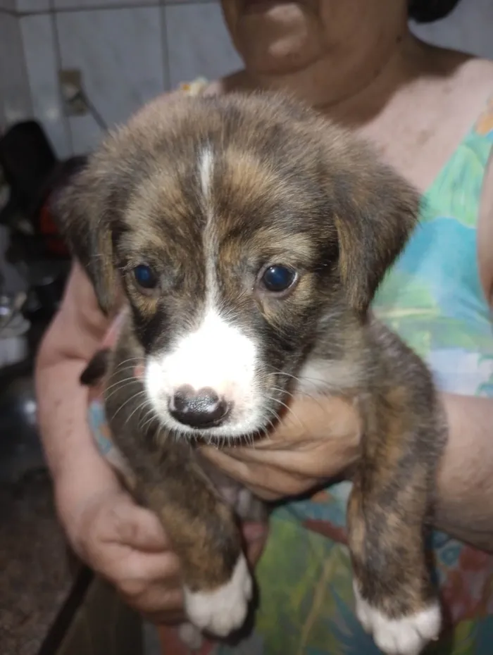 Cachorro ra a SRD-ViraLata idade Abaixo de 2 meses nome Filhotes 