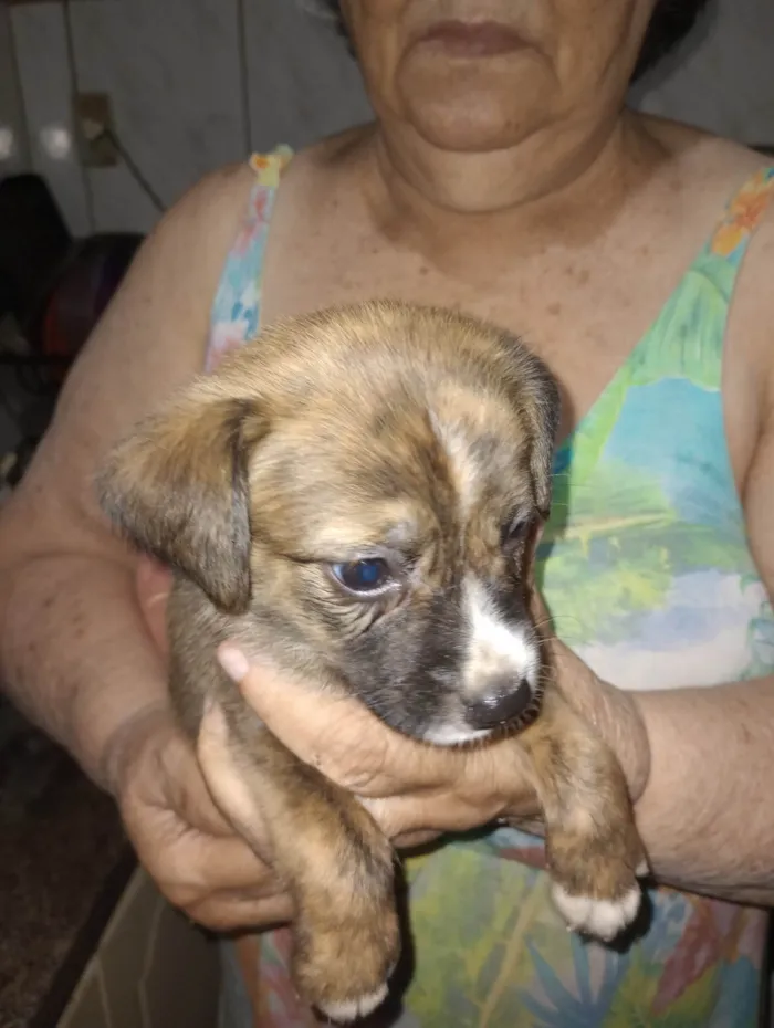 Cachorro ra a SRD-ViraLata idade Abaixo de 2 meses nome Filhotes 