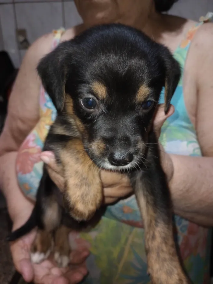 Cachorro ra a SRD-ViraLata idade Abaixo de 2 meses nome Filhotes 