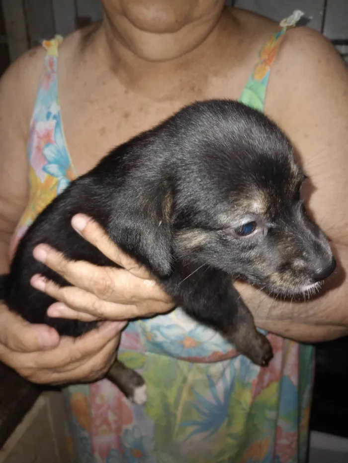 Cachorro ra a SRD-ViraLata idade Abaixo de 2 meses nome Filhotes 