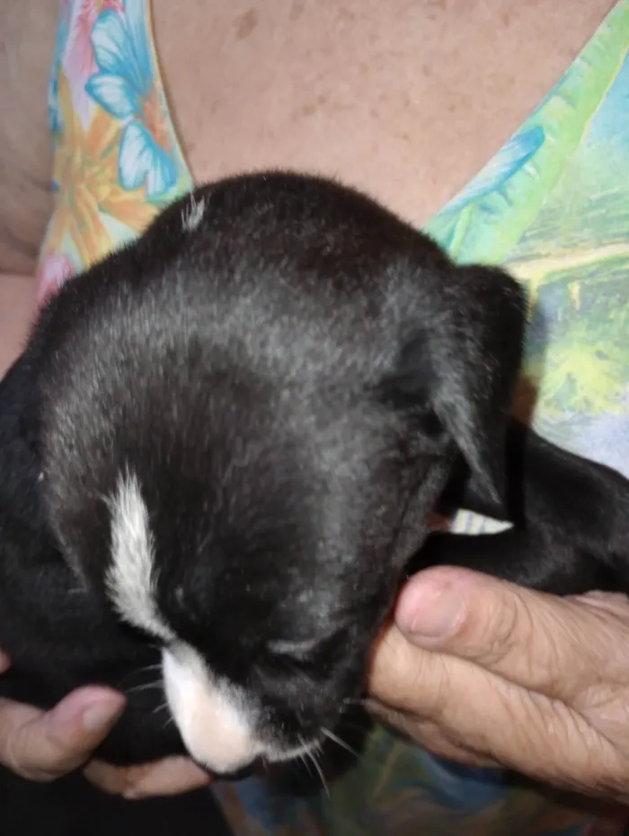Cachorro ra a SRD-ViraLata idade Abaixo de 2 meses nome Filhotes 