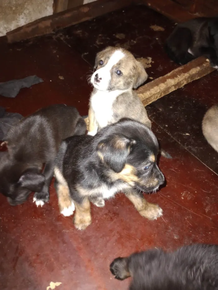 Cachorro ra a SRD-ViraLata idade Abaixo de 2 meses nome Filhotes 