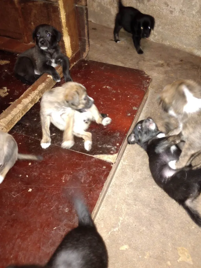 Cachorro ra a SRD-ViraLata idade Abaixo de 2 meses nome Filhotes 
