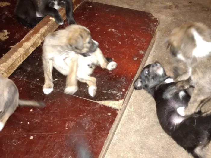 Cachorro ra a SRD-ViraLata idade Abaixo de 2 meses nome Filhotes 