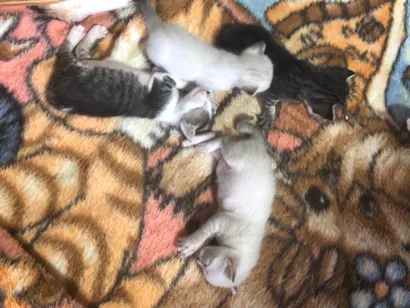 Gato raça  idade Abaixo de 2 meses nome Sem nome