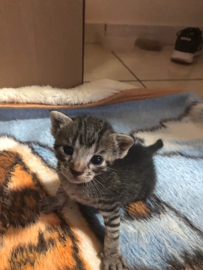 Gato raça  idade Abaixo de 2 meses nome Sem nome