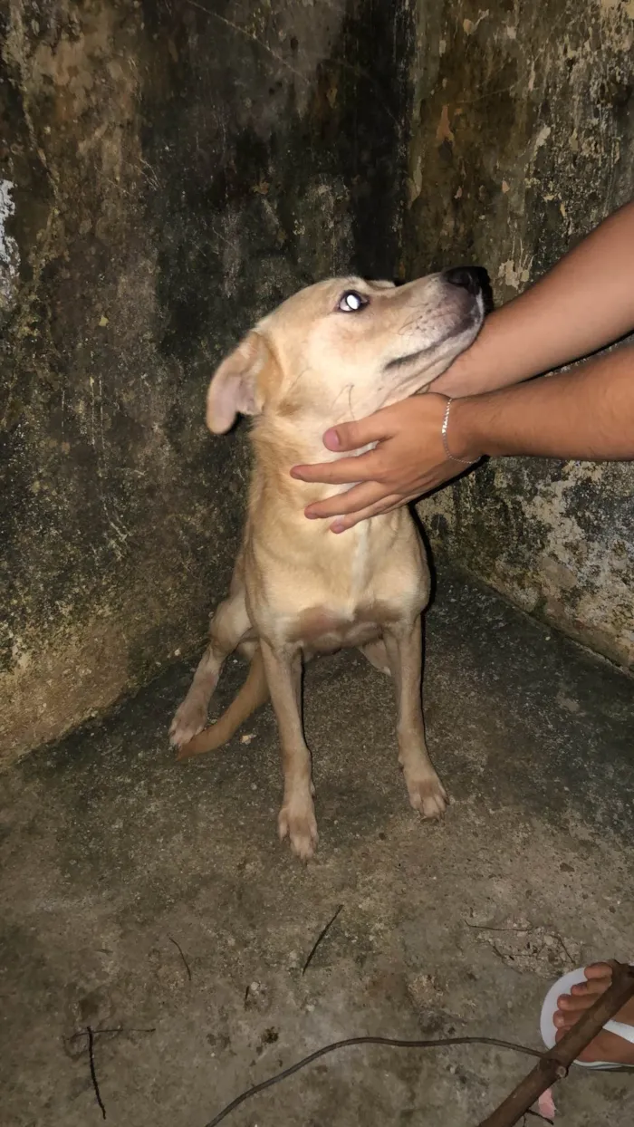 Cachorro ra a Não sei  idade  nome Sem nome 