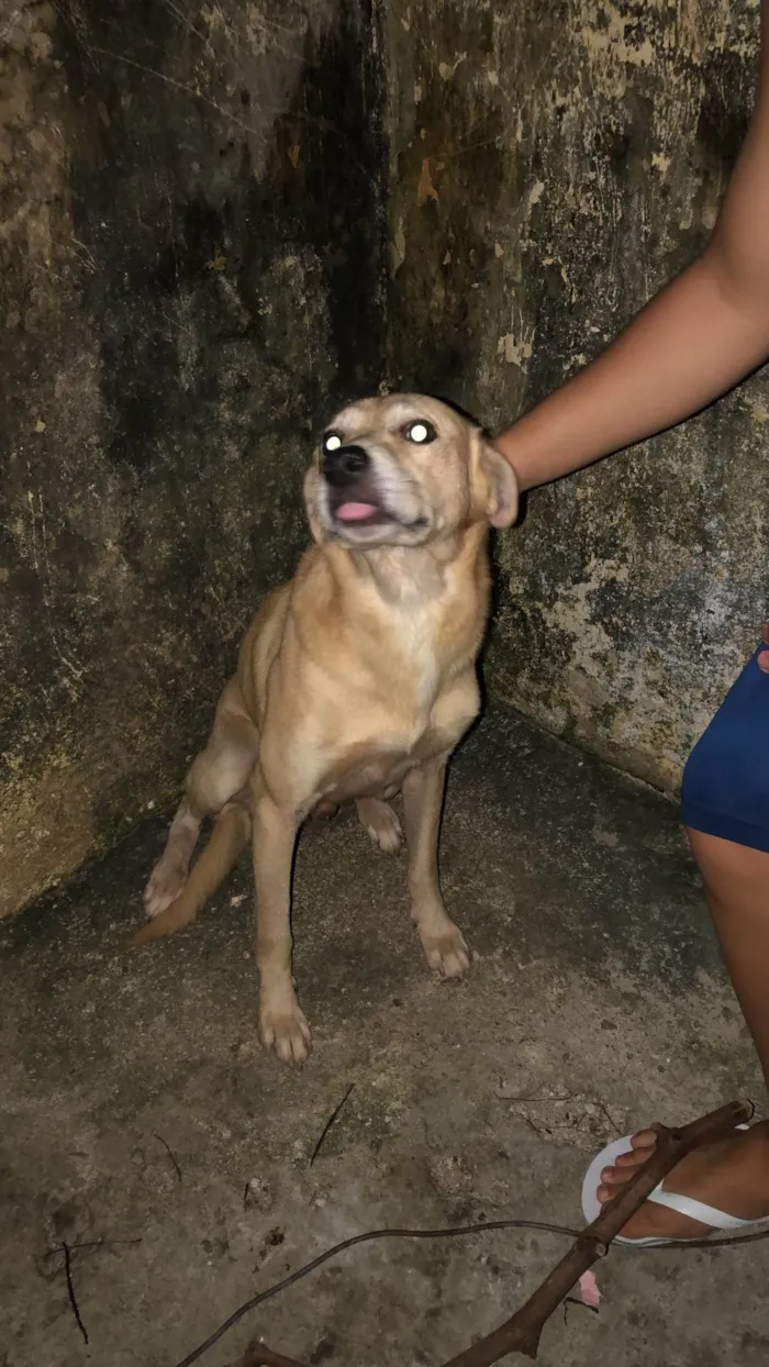 Cachorro ra a Não sei  idade  nome Sem nome 