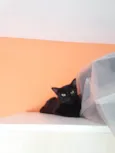 MILLA