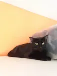MILLA