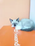OTTO