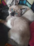 OTTO