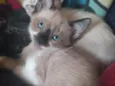 OTTO