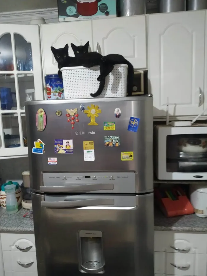 Gato ra a SRD idade 2 a 6 meses nome BLACKBERRY