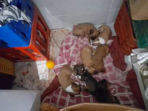 Cachorro raça SRD-ViraLata idade Abaixo de 2 meses nome Mini