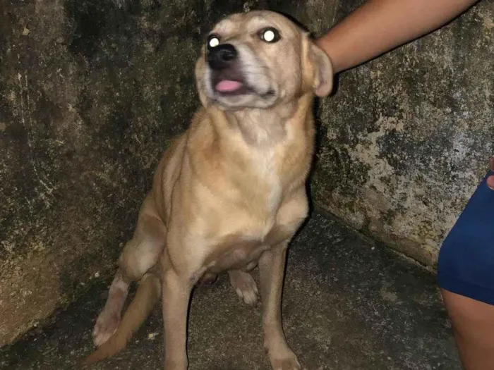 Cachorro ra a Não sei  idade  nome Sem nome 