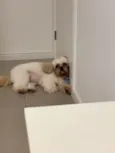 Tobias 