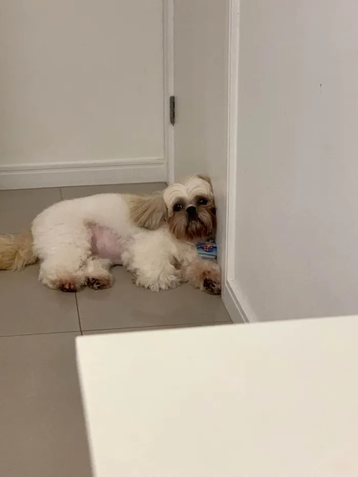 Cachorro ra a Shihtzu idade 5 anos nome Tobias 