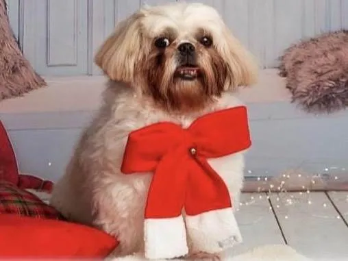 Cachorro ra a Shihtzu idade 5 anos nome Tobias 