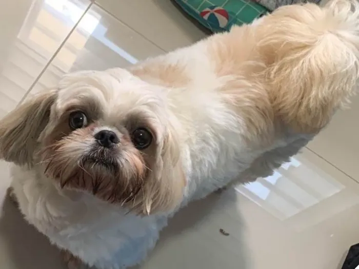 Cachorro ra a Shihtzu idade 5 anos nome Tobias 