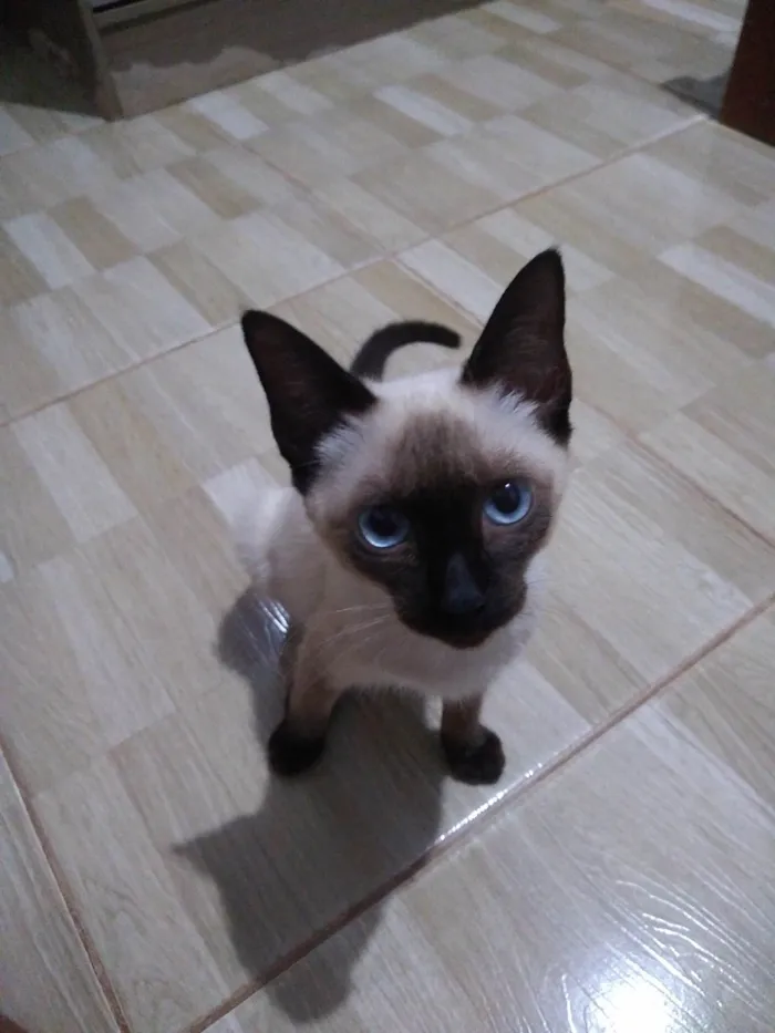 Gato raça Siamês idade 2 a 6 meses nome Felícia 