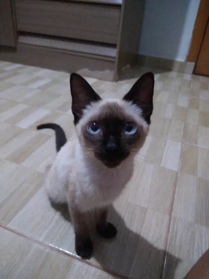 Gato raça Siamês idade 2 a 6 meses nome Felícia 