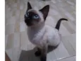 Felícia 