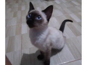 Gato raça Siamês idade 2 a 6 meses nome Felícia 