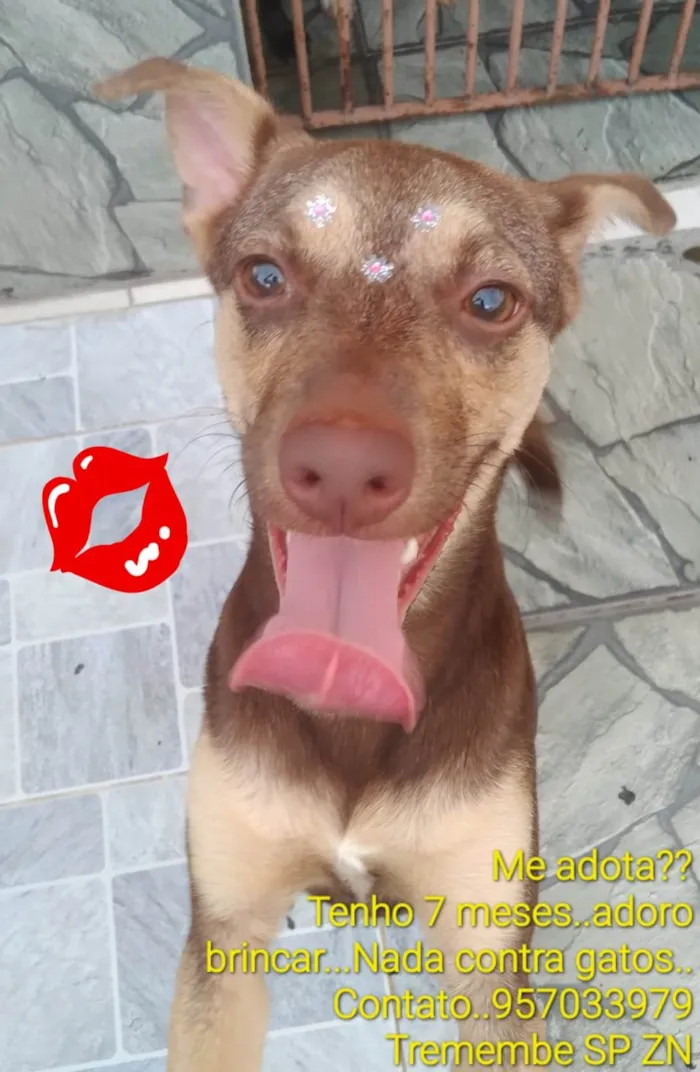 Cachorro raça SRD-ViraLata idade 7 a 11 meses nome Alcione