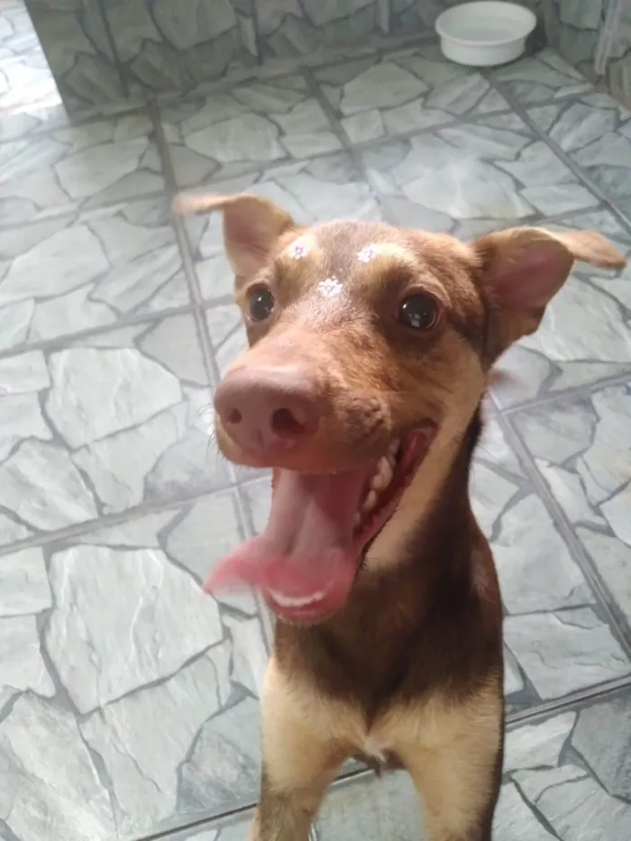 Cachorro raça SRD-ViraLata idade 7 a 11 meses nome Alcione