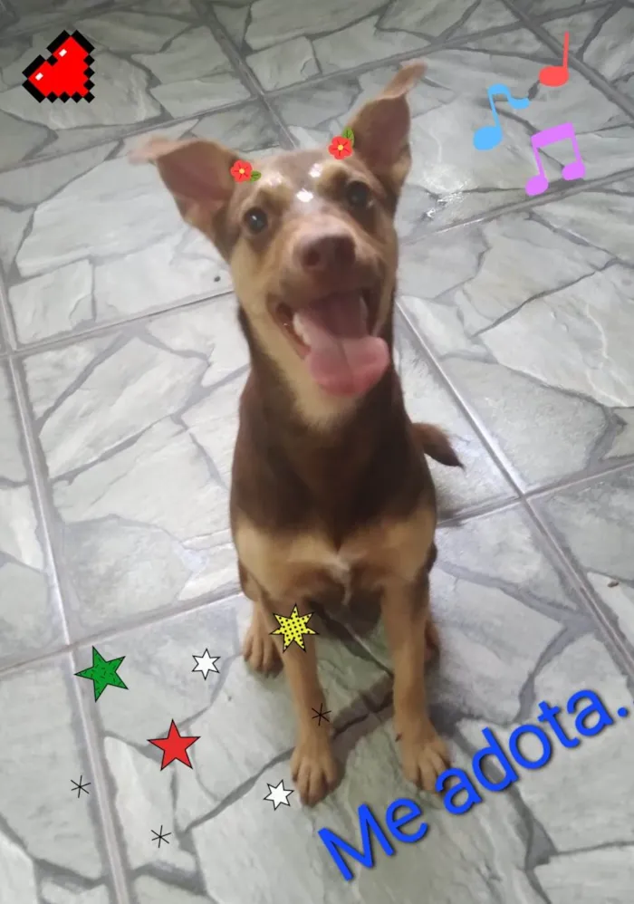 Cachorro raça SRD-ViraLata idade 7 a 11 meses nome Alcione