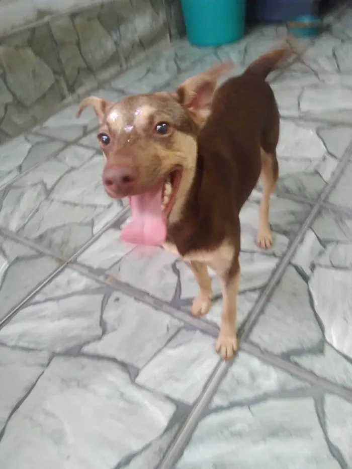 Cachorro raça SRD-ViraLata idade 7 a 11 meses nome Alcione
