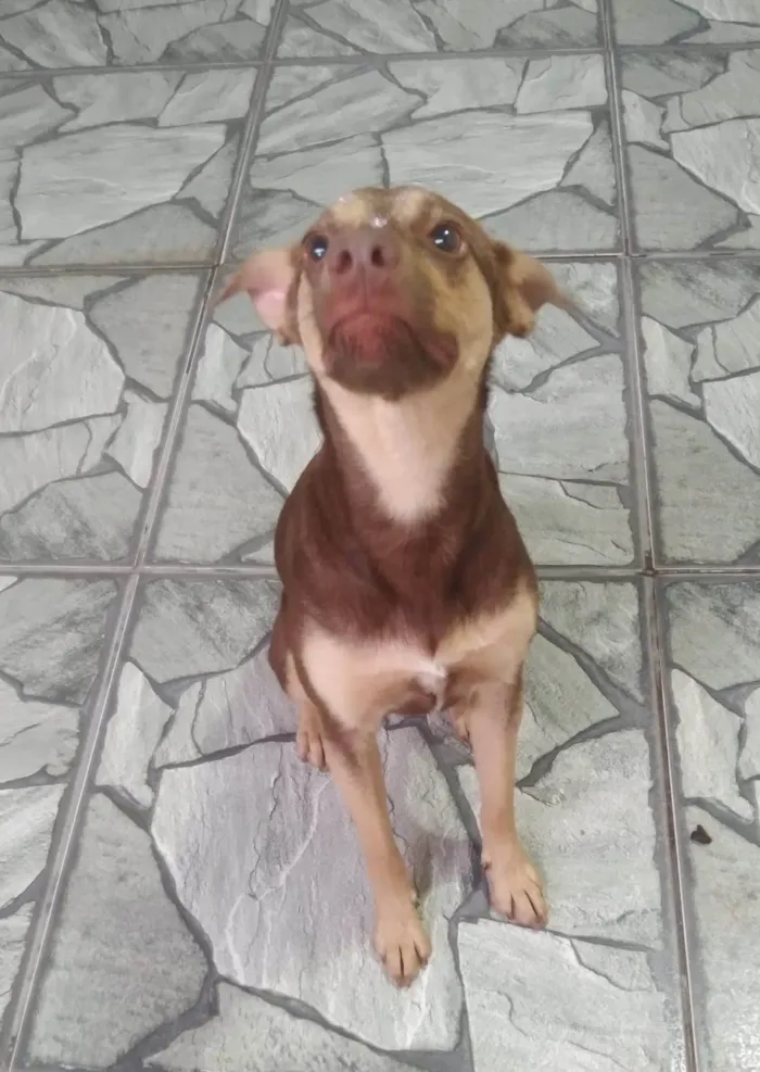 Cachorro raça SRD-ViraLata idade 7 a 11 meses nome Alcione