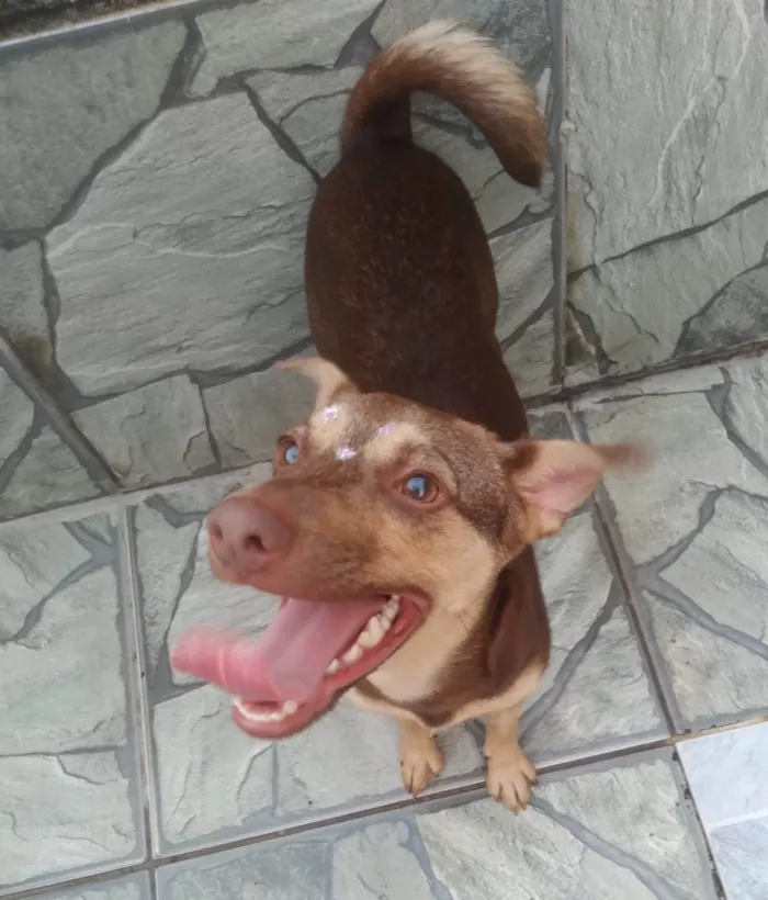 Cachorro raça SRD-ViraLata idade 7 a 11 meses nome Alcione