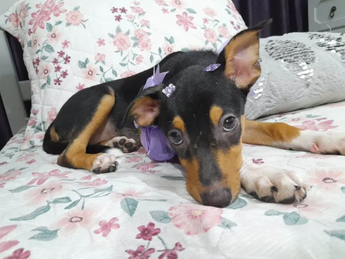 Cachorro ra a Srd idade 2 a 6 meses nome Ruby