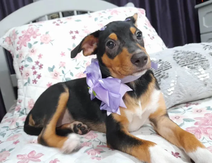 Cachorro ra a Srd idade 2 a 6 meses nome Ruby