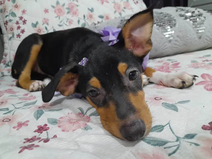 Cachorro ra a Srd idade 2 a 6 meses nome Ruby