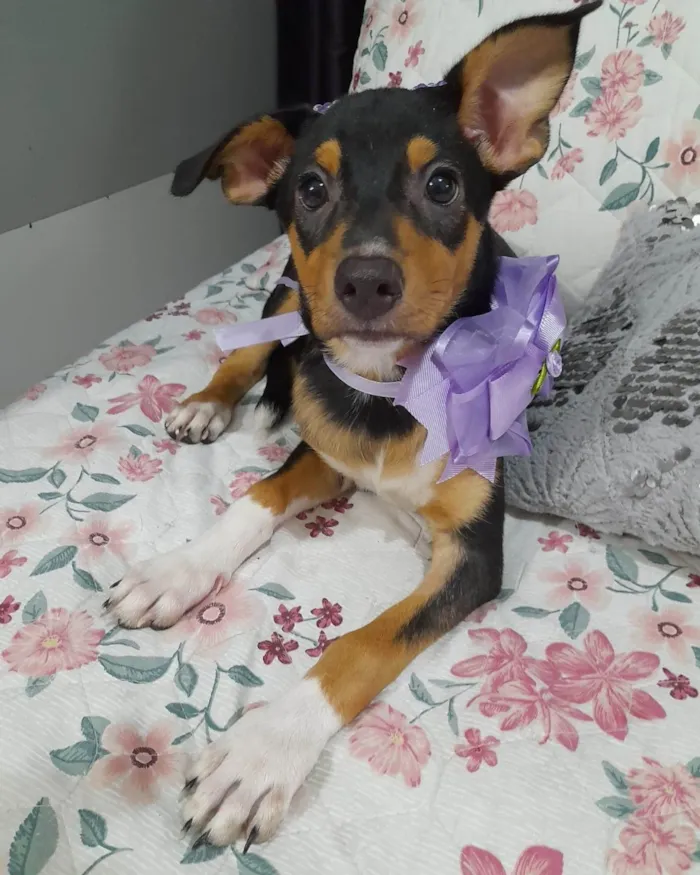 Cachorro ra a Srd idade 2 a 6 meses nome Ruby