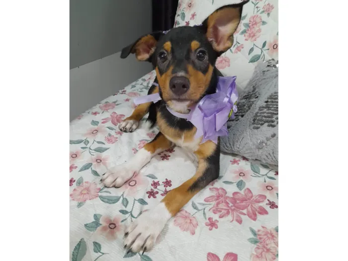 Cachorro ra a Srd idade 2 a 6 meses nome Ruby