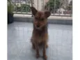 Carrapicho