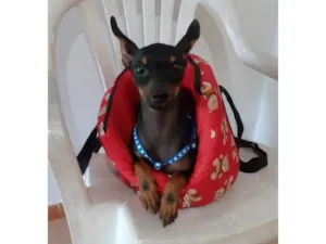 Cachorro raça SRD-ViraLata idade 7 a 11 meses nome Betinho