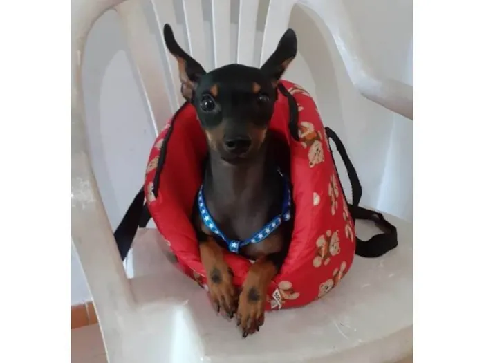 Cachorro ra a SRD-ViraLata idade 7 a 11 meses nome Betinho