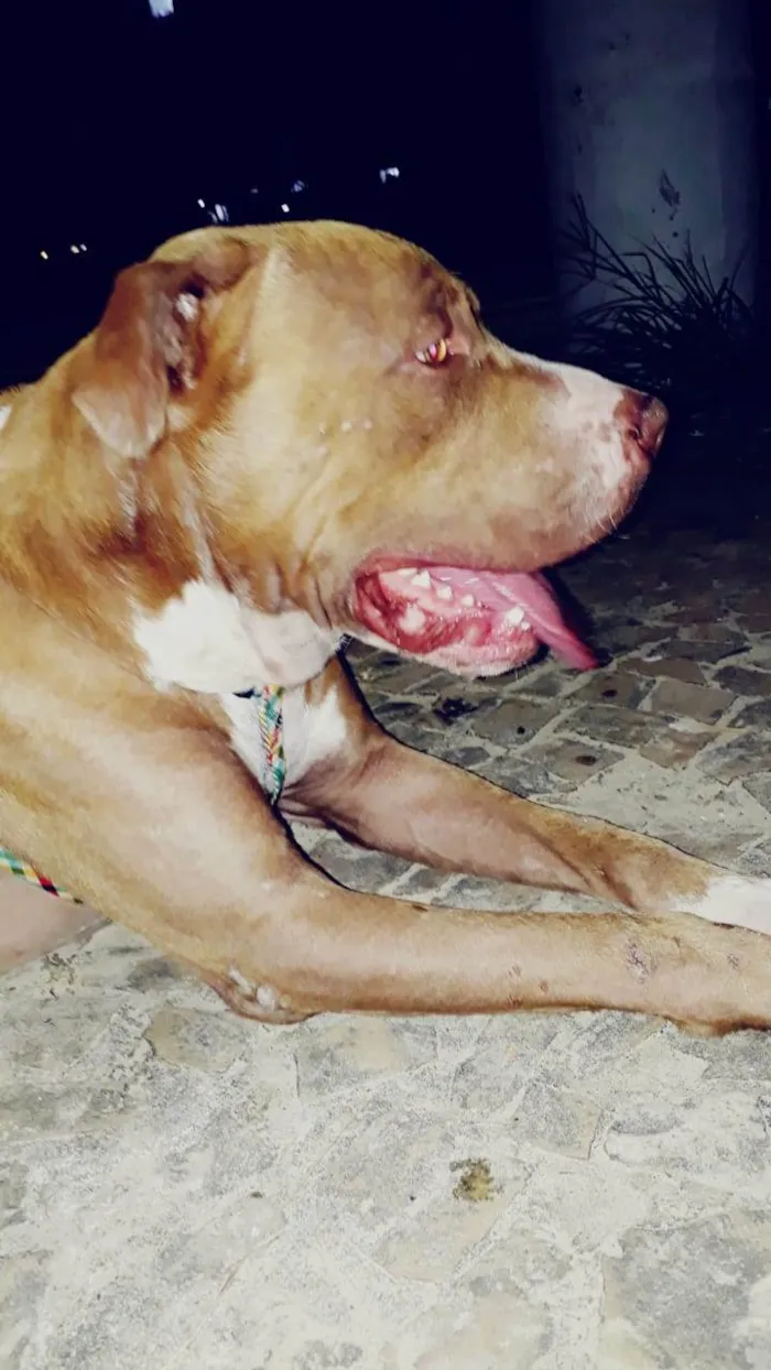 Cachorro ra a Pit-Bull idade 7 a 11 meses nome Trovão 