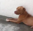 Trovão